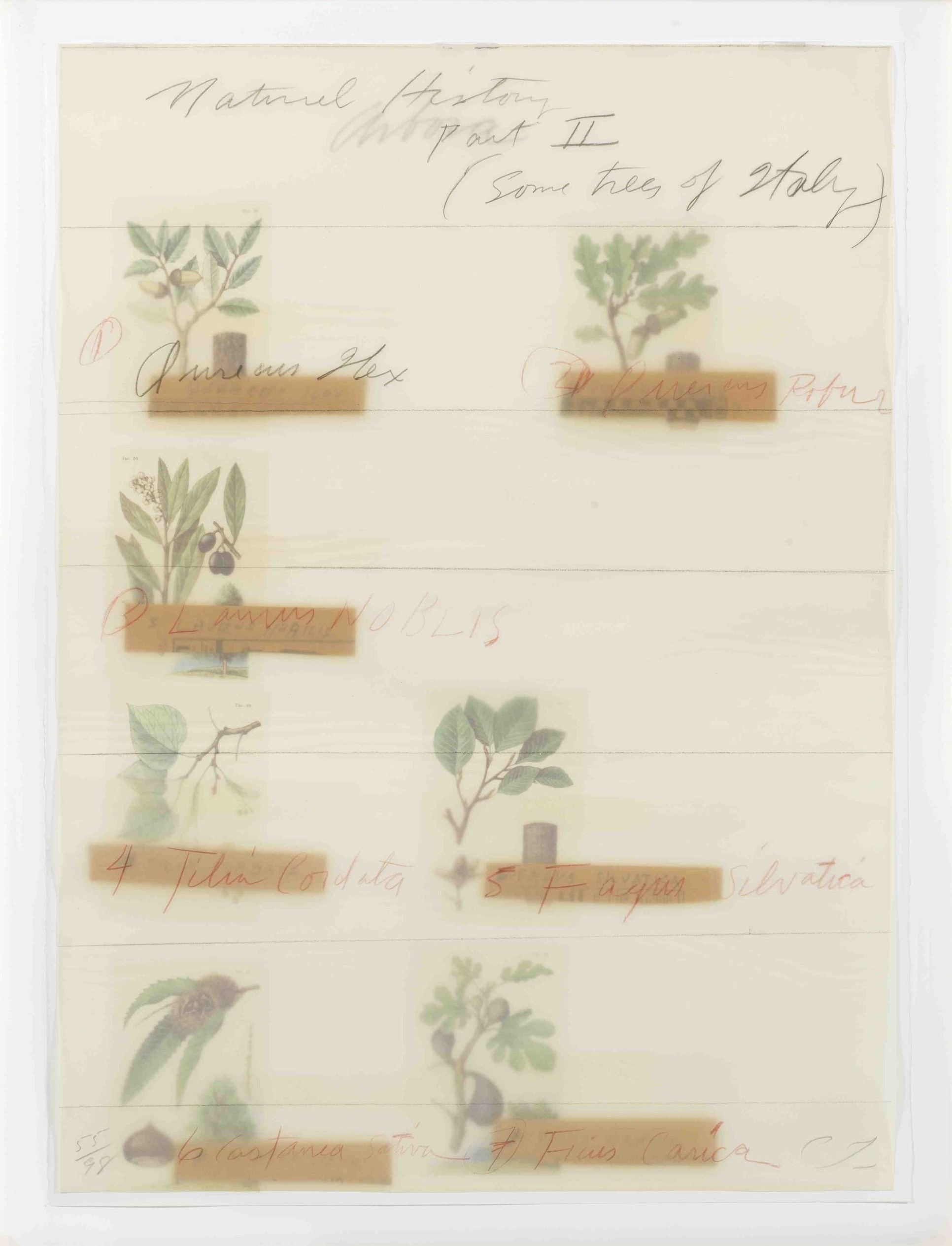 Cy Twombly: NATURAL HISTORY PART II TITLE PRINT / Mixed media technique: lithograph, grano-lithograph, collotype / Paper size 76 x 56.5 cm / Edition 98 (1–98) / Bastian 52.